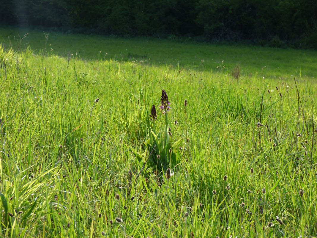 Orchis purpurea